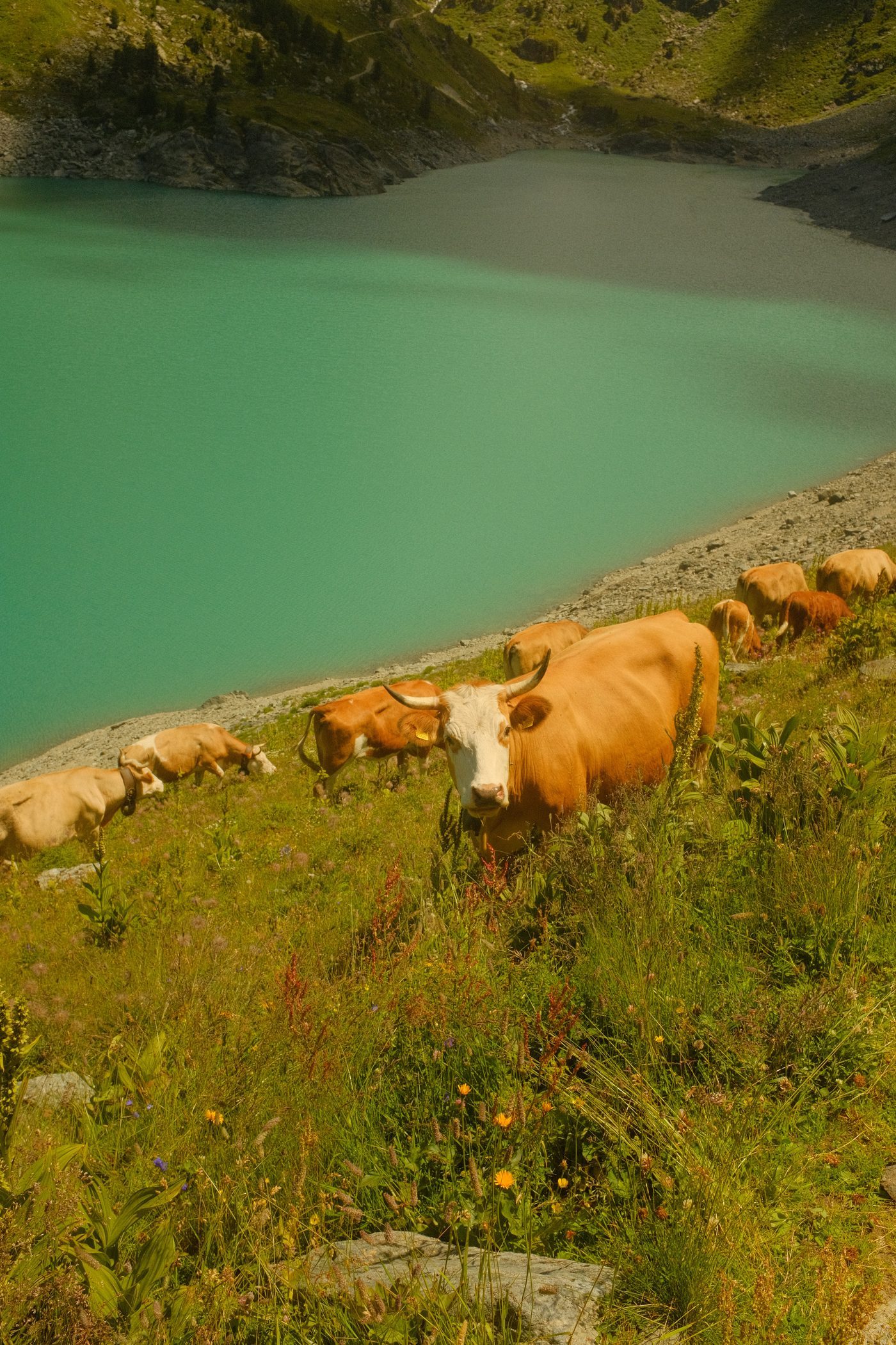 Cows watching back