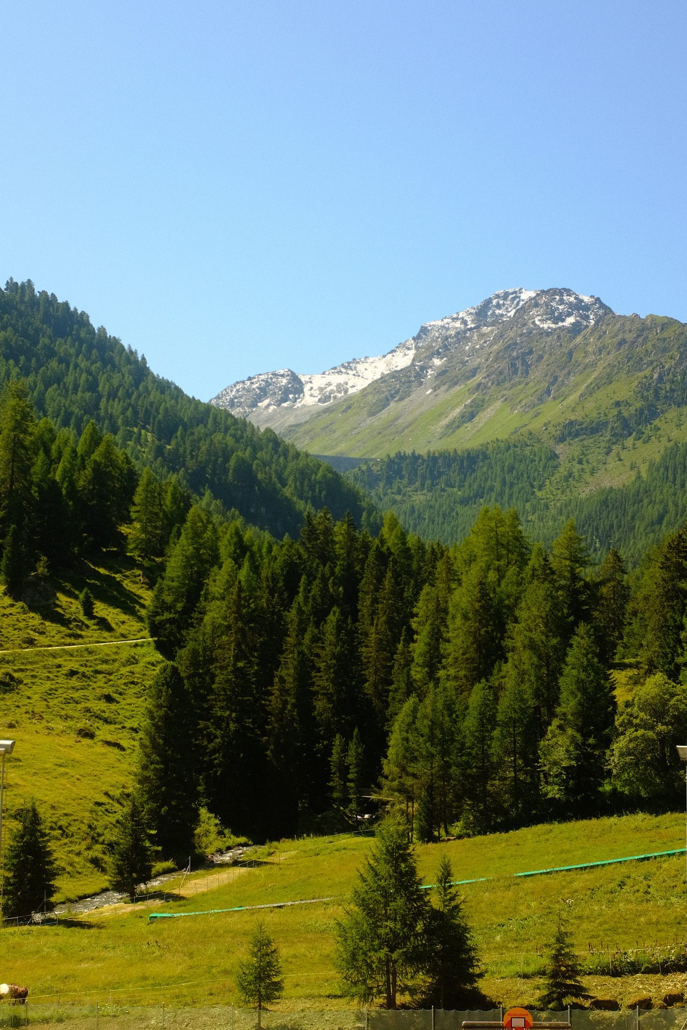 Larches and last snow
