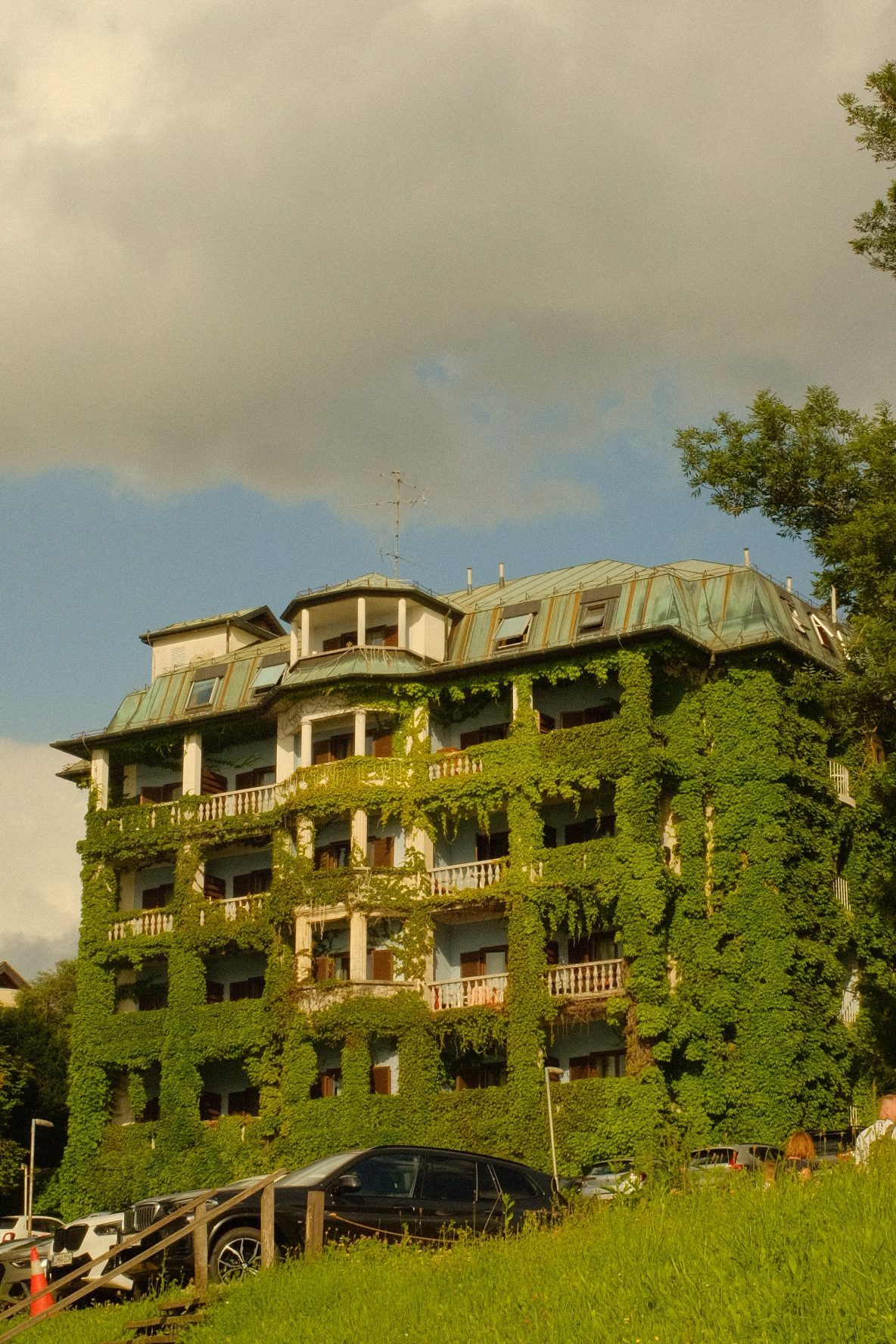 Ivy on every window